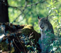 Lynx in Montana